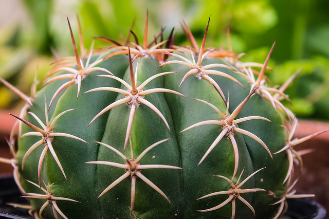 Coussin de belle-mère