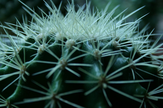 Coussin de belle-mère
