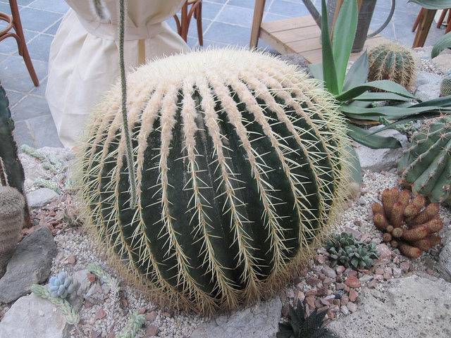 Coussin de belle-mère