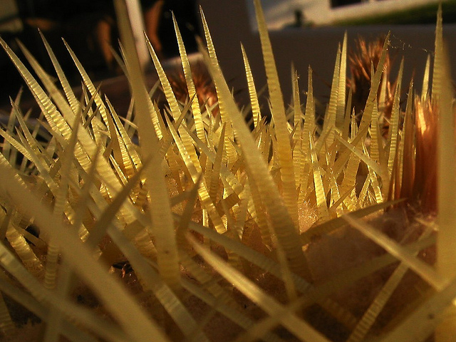 Coussin de belle-mère