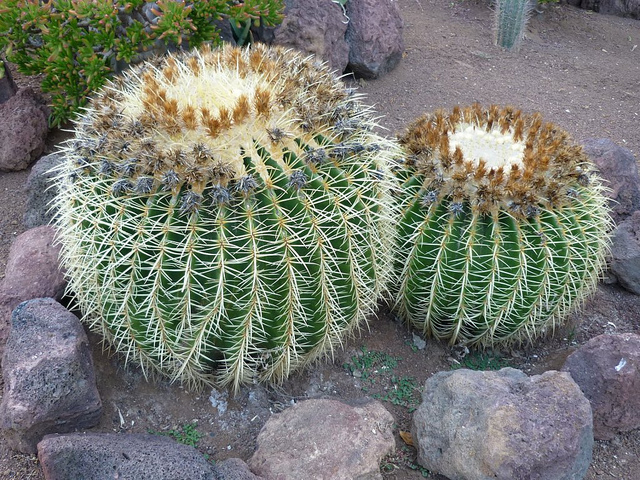 Coussin de belle-mère (Echinocactus grusonii)