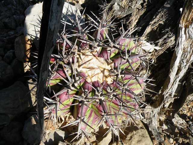 Echinocactus platyacanthus
