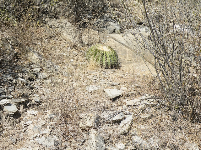 Echinocactus platyacanthus