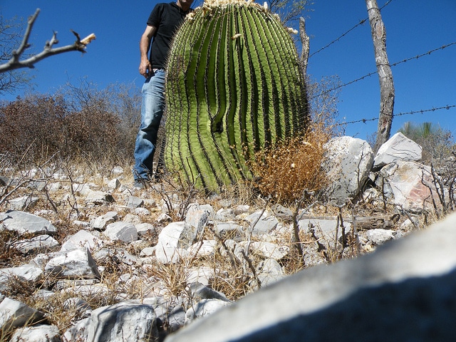 Echinocactus platyacanthus