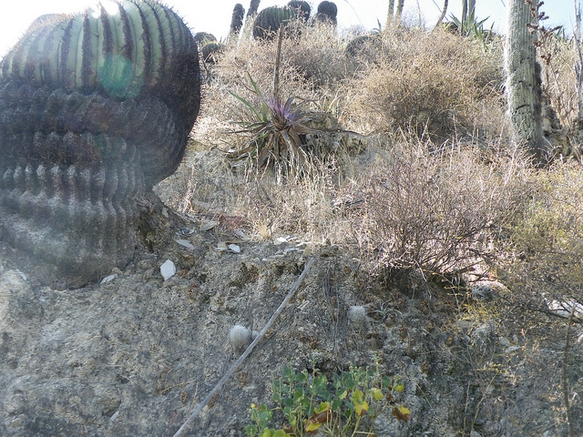 Echinocactus platyacanthus