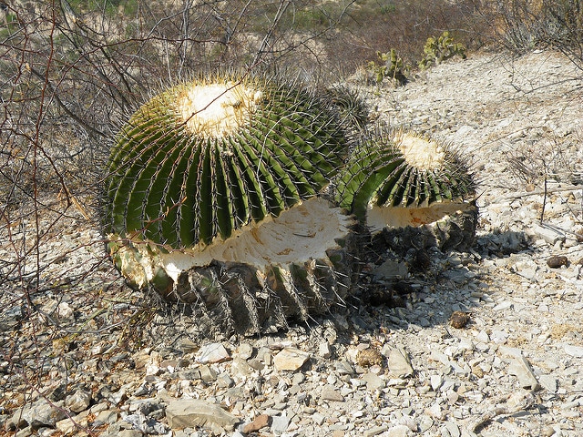 Echinocactus platyacanthus