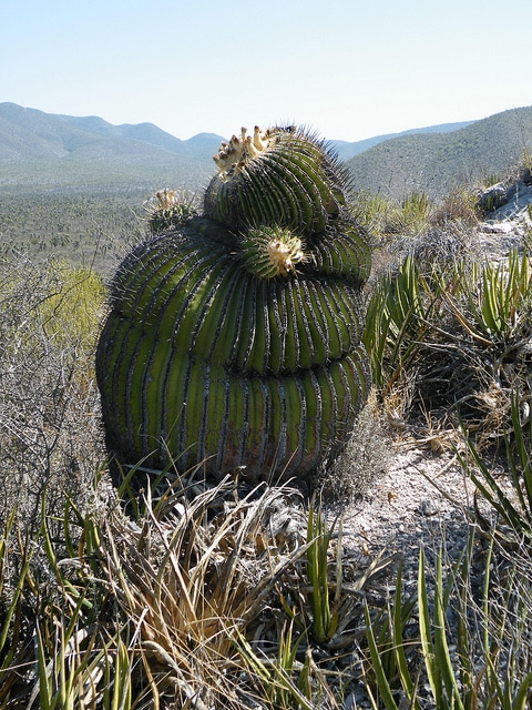 Echinocactus platyacanthus
