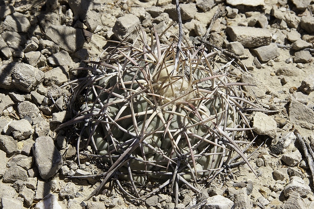Echinocactus polycephalus