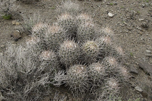 Echinocactus polycephalus