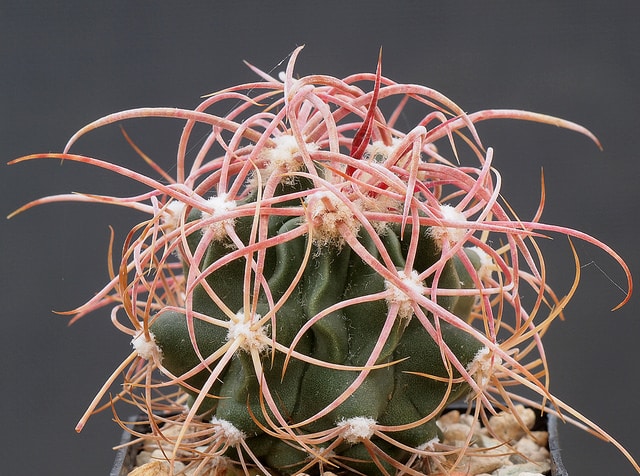 Echinocactus polycephalus