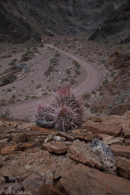Echinocactus polycephalus