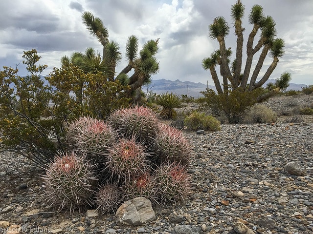 Echinocactus polycephalus