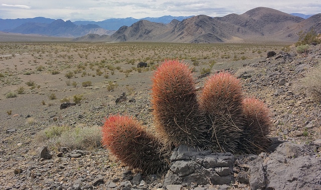 Echinocactus polycephalus