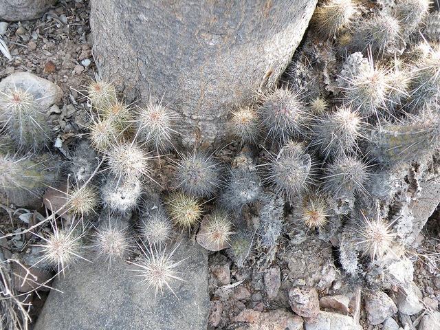 Echinocereus brandegeei