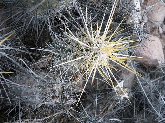 Echinocereus brandegeei