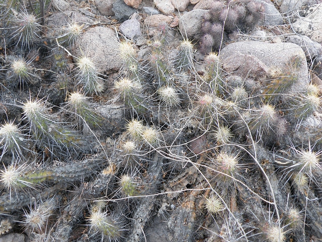 Echinocereus brandegeei