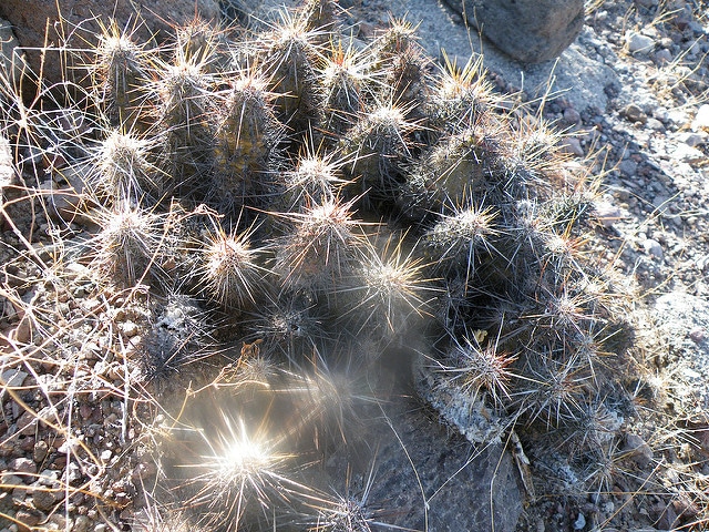 Echinocereus brandegeei