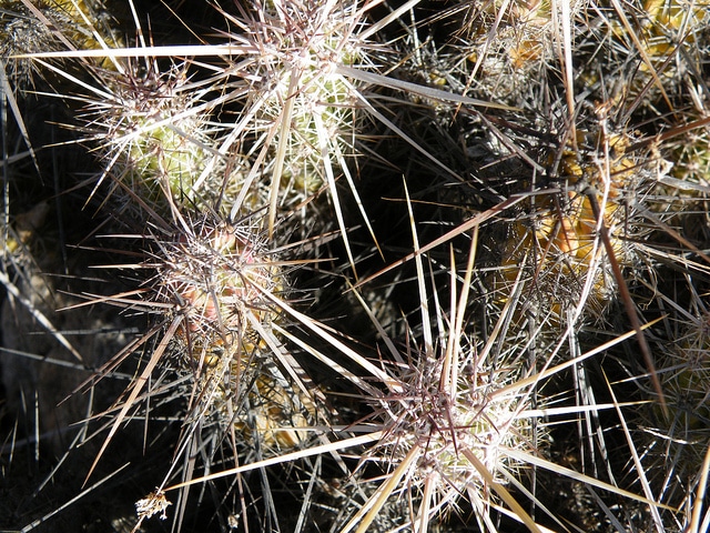 Echinocereus brandegeei