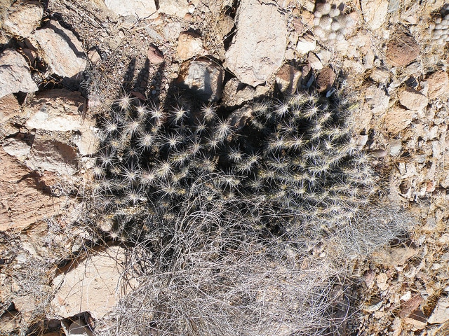 Echinocereus brandegeei