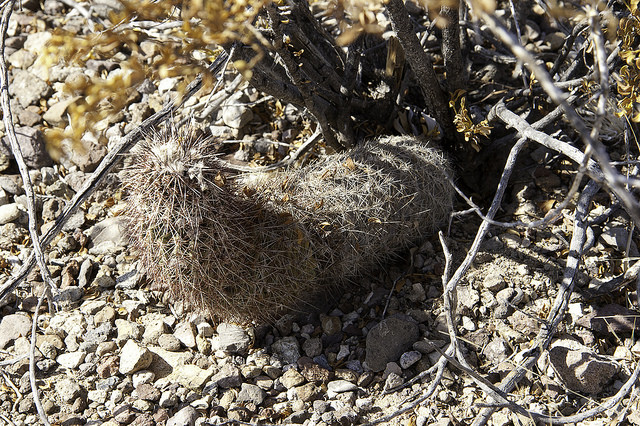 Cactus hérisson