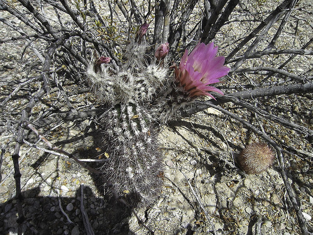 Cactus hérisson