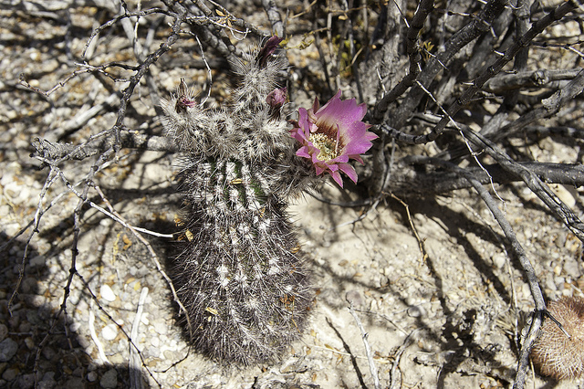 Cactus hérisson