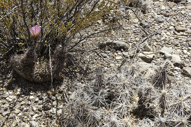 Cactus hérisson