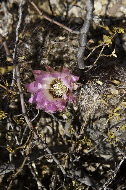 Cactus hérisson