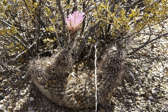 Cactus hérisson (Echinocereus chisoensis)