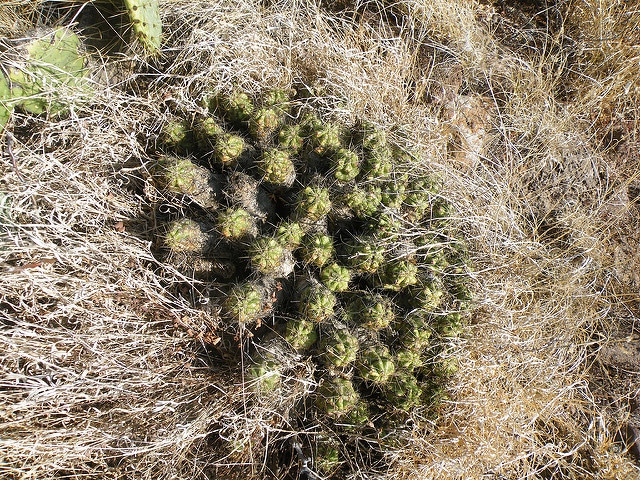 Echinocereus cinerascens