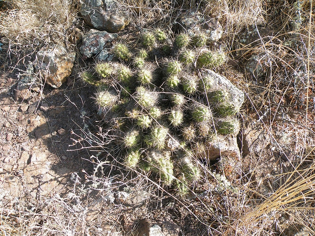 Echinocereus cinerascens