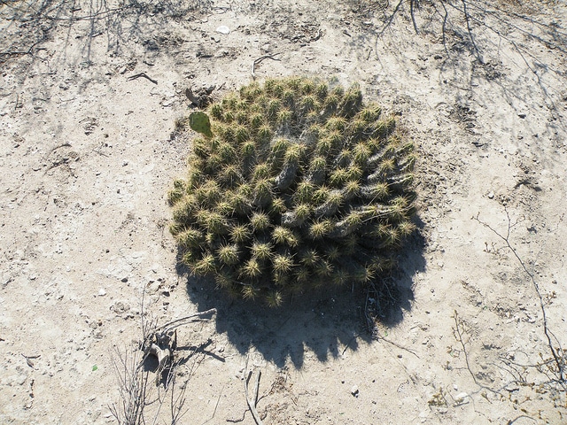 Echinocereus cinerascens