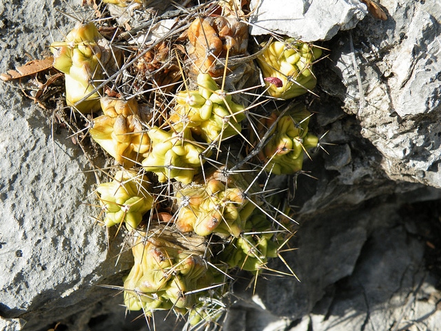 Echinocereus cinerascens