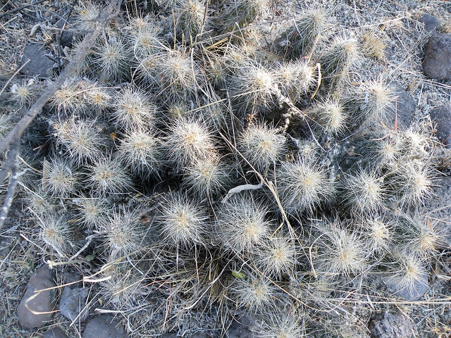 Echinocereus cinerascens