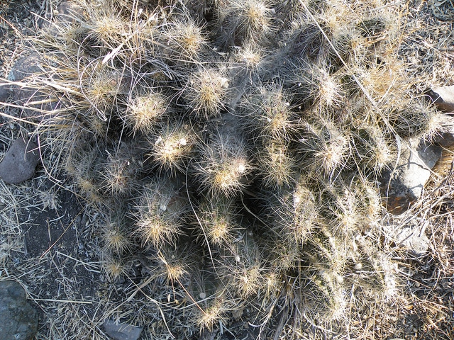 Echinocereus cinerascens