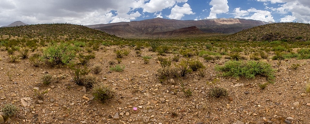 Echinocereus dasyacanthus