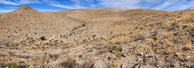 Echinocereus dasyacanthus