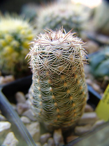 Echinocereus dasyacanthus