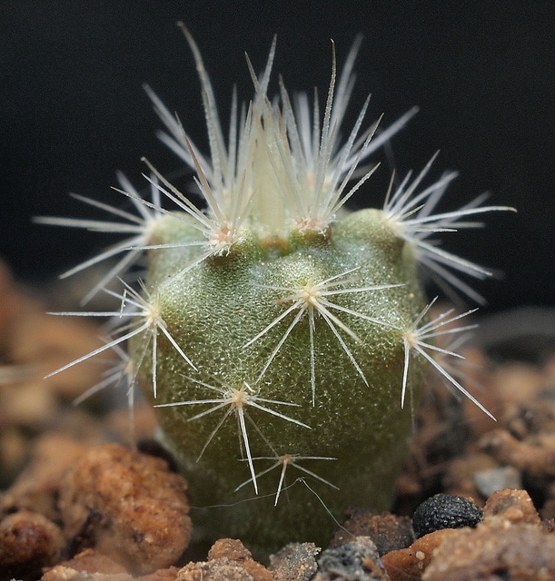 Echinocereus dasyacanthus