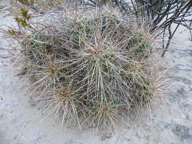 Echinocereus enneacanthus