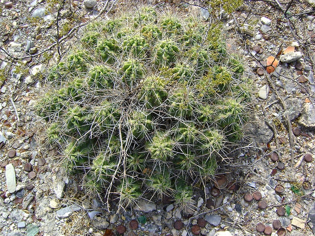 Echinocereus enneacanthus