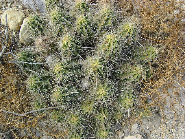 Echinocereus enneacanthus