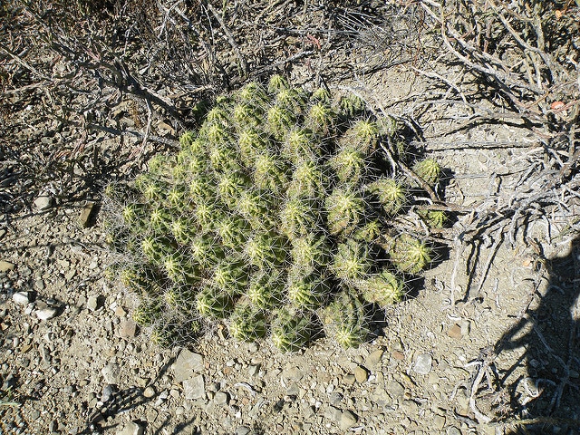 Echinocereus enneacanthus
