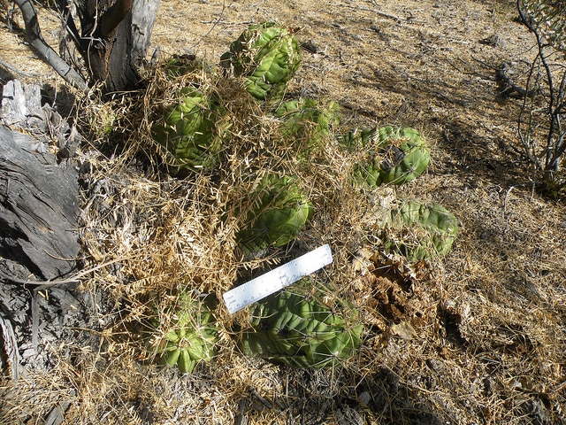 Echinocereus enneacanthus