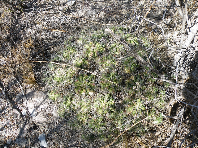 Echinocereus enneacanthus