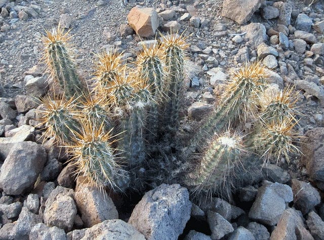 Echinocereus fasciculatus