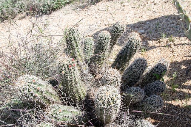 Echinocereus fasciculatus