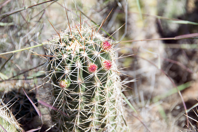 Echinocereus fasciculatus