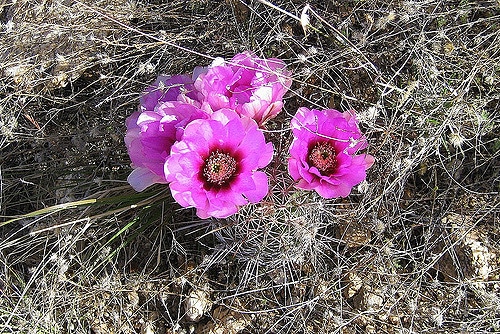 Echinocereus fasciculatus