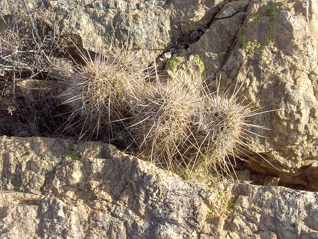 Echinocereus fasciculatus
